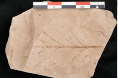 Foto (Detailansicht) von Rhytisma feroniae Ettingshausen (NHMW-GEO-2024-0188-6392)